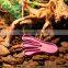 Small purple footprint plastic insulated water and food bowl for reptile and pet
