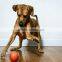 EVA pet ball pet toys