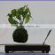 Floating Bonsai magnetic floating potting in the air