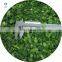 Wholesale Price High Quality IQF Frozen Fresh Scallions Leek  Spring Onion from China