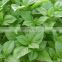 100% basil leaves extract powder with favorable price