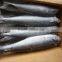 2015 frozen spanish mackerel whole round