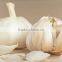 best selling Fresh Frozen Garlic whole dice purss