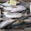 supply frozen indian mackerel