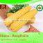 Auto parts 100% pass white and yellow corn maize grade 1