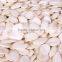 new crop chinesse snow white pumpkin seeds 13cm