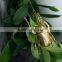 2016 Hot selling metal insects garden decoration