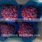 2016 delicious raspberry IOF
