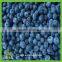 frozen iqf wild blueberry