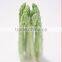 2015 new crop IQF green asparagus