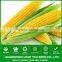NCO01 Shengchi Hybrid sweet corn seeds china vegetable seeds producer