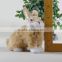 imitated animals customized long legs rabbit plush toy