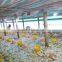 WEIQIAN Factory turbo chicken feeder