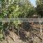 fiber reinforced polymer fiberglass tree stake