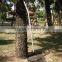 18 Tine Super Flexible and Durable Grass Garden Leaf Rake
