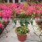 Bougainvillea spectabilis