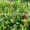 Chili pepper- High Quality Frozen Hot Red Chili Pepper/fresh red chili