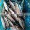 Frozen bonito fish ( Auxis thazard) for fish bait
