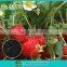 Biomass Fertilizer Control Agent--RSSC organic fertilizer