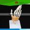 Hot selling PVC Human Life-size hand joint with ligaments skeleton model