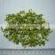 Dehydrated Leek 1-3mm 3*3mm,5*5mm,8*8mm,10*10mm
