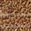 2016 Medicago sativa seeds/Alfalfa Seeds for Sprouting Use