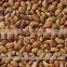 Lucerene Seeds (Medicago Sativa, Alfalfa Seeds)