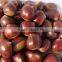 Supply fresh chestnut 2015 crop