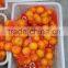 Chinese Fresh Mandarin Orange