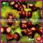 New Crop Chinese Natural Fresh Cheap Chestnuts