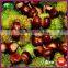 Organic Fresh Yanshan Chinese Chestnut