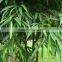 Outdoor Natural Plants Ficus Binnendijkii