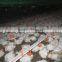 Professional broiler rearing equipment for chicken