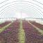Single-Span Hot-Dip Galvanized Steel Pipe Frame 200mm PVC Film Covered Greenhouse
