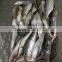 good price wholesale round frozen pilchard for canning