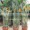 Strelitzia reginae Bird Of Paradise Crane Flower