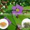 Banaba Extract