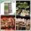 Daisi Round Bamboo Sticks Barbecue Skewer