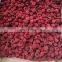 2020 Season Frozen Raspberry IQF Fruits and Frozen Raspberry