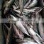 Whole Round Frozen Pacific Mackerel Prices