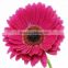 Fresh Cut Flower Processing Gerbera Type and White Red Yellow Pink Purle