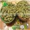 Sell Lady Nail Pumpkin Seeds Kernels Shine Skin Supplier