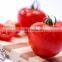 tomato paste