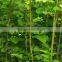 GMP factory supply polygonum cuspidatum extract