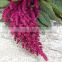 AMARANTHUS SEEDS SUPERFOOD