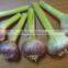 best price products china 2016 new crop pure white fresh garlic from egypt