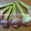 2016 best price fresh garlic promotion /sell new crop fresh garlic