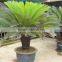 Indoor and outdoor plants Cycas revoluta Thunb.