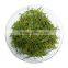 Calcium Lactate Green Tea Extract Powder, Tea polyphenols 30%-98%, Green Tea Extract egcg 90% for weight loss