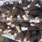 Yunnan Wild Fresh Morel Mushrooms Best Price